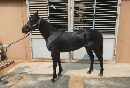 �÷���Ʈ�� ����