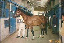 ������ (SUN OF SUN) ����