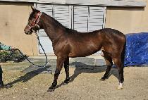 ��õ����Ƽ�� (SINCHEON JUSTICE) ����