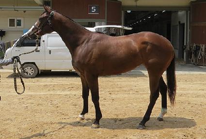 �޸�Ʈ������ ����