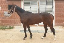 ���Ի�� (TOHAMSAN ONE) ����