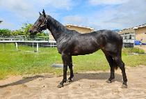 ȭ��Ʈ�÷��� (WHITE FLARE) ����