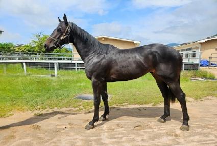 ȭ��Ʈ�÷��� ����