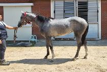 ����� (MOMENTUM) ����