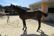 �����Ѽַ��� (YEONGWONHAN SOLEO) ����