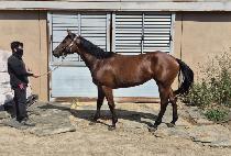 ����Ÿ�̰� (DOKKI TIGER) ����