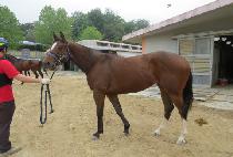 �����н� (NAOL PASS) ����