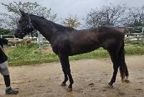 ���ϵ����� (WILD JUMP) ����