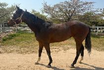 ���Ƿο� (HAPPY ROYAL) ����