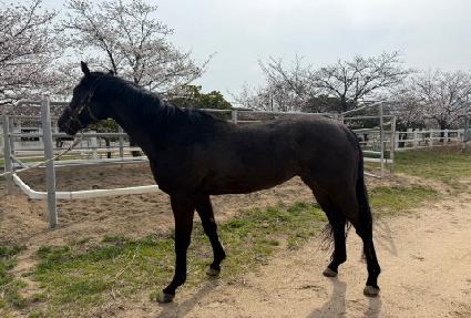 �۴Ͽ��ϵ� ����