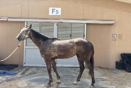 �÷������� ����