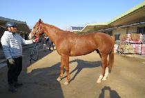 �����ī�� (BLOOMING KARA) ����