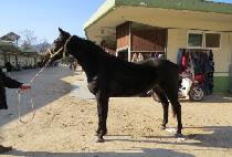 �������̾� (S-FIRE) ����