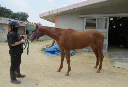 ����帲 ����