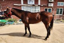 ���ؽ� (VORTEX) ����