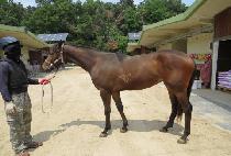 �������� (THE QUEEN ROSE) ����