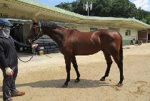 �������� (PINE WIND) ����