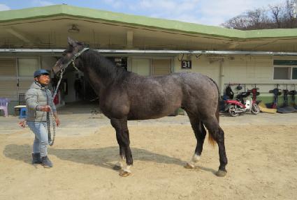 �Ⱦ�帲 ����