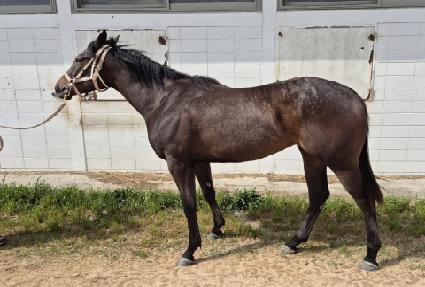 Ʈ�����κ��� ����