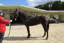 ���Ѱ��� (GANGHAN GAMMA) ����