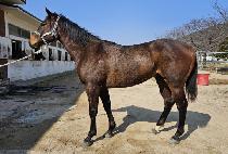 �Ŀ�Ǯ���� (POWERFUL THUNDER ) ����