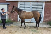 ������ (GOLD ROGER) ����