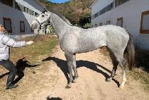 Ʈ���� (TRICK SHOT) ����