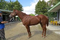 �ö��׸��� (FLYING MACH) ����