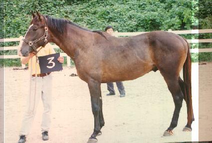 �ﵹ�� ����