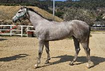 ���ƽý�è�� (OASIS CHAMP) ����