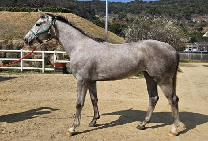 ���ƽý�è�� ����