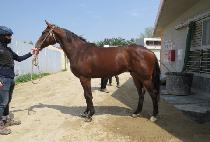 ����� (BROWN MAMMA) ����