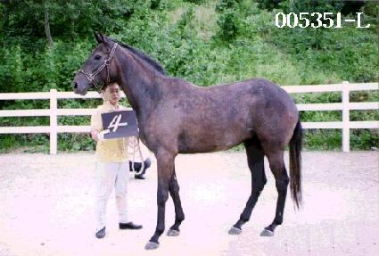 ���� ����