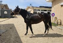 �Ŀ��ε� (POWER INDIE) ����