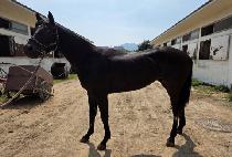 ����Ʈ������ (LIGHTNING FORCE) ����