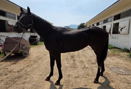 ����Ʈ������ ����