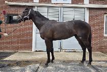 �Ž�Ÿ�� (SHIN STAR ONE) ����