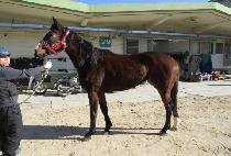 ���������� (MIDEUMUI JILJU) ����