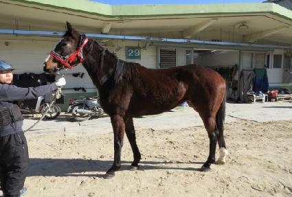 ���������� ����