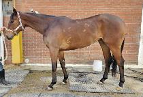 �����Ƿ�Ű (YEONGGWANGUIROOKIE) ����