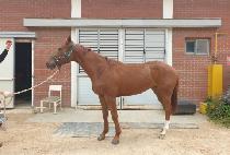 ������� (YOUNGYOUNG BRAVO) ����