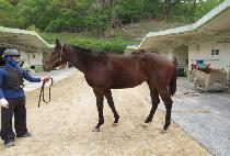 ����̼� (SUBMISSION) ����