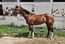 �ö��׽�ī�� (FLYING SKY) ����