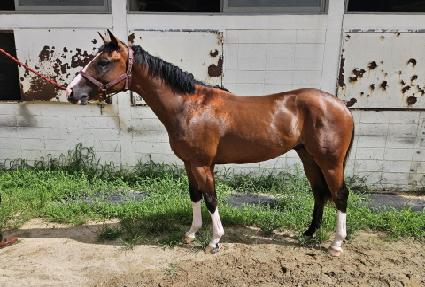 �ö��׽�ī�� ����