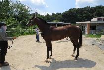 ȭ���� (HWASUMOK) ����