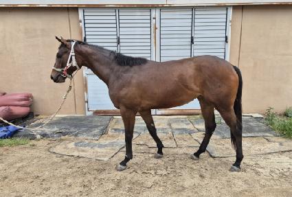 è���ǻ�� ����