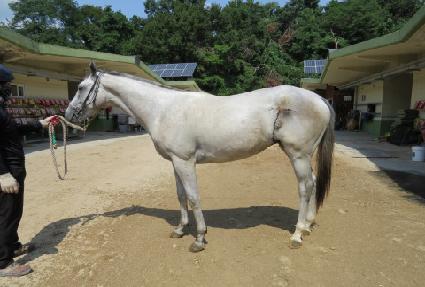 ���̾��Ʈ ����