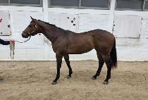 �ݾƽ��ʹ� (GEUMA STUNNING) ����