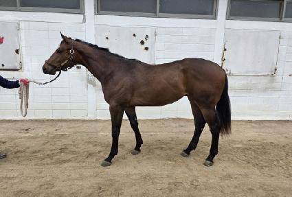 �ݾƽ��ʹ� ����