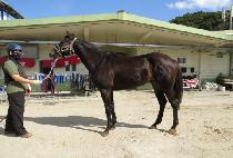 �÷��̸�ġ (PLAY MATCH) ����